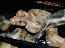 female Hog Island boa