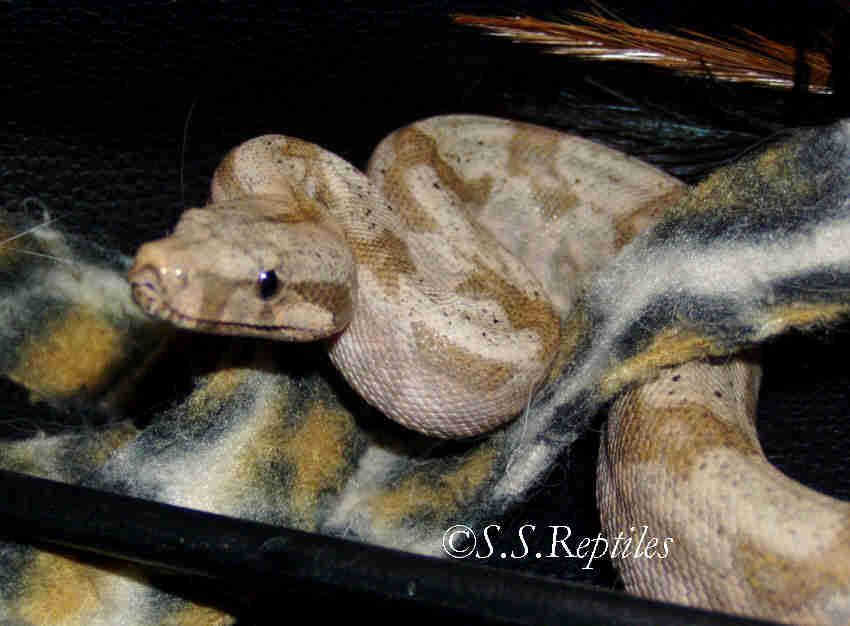 female Hog Island boa