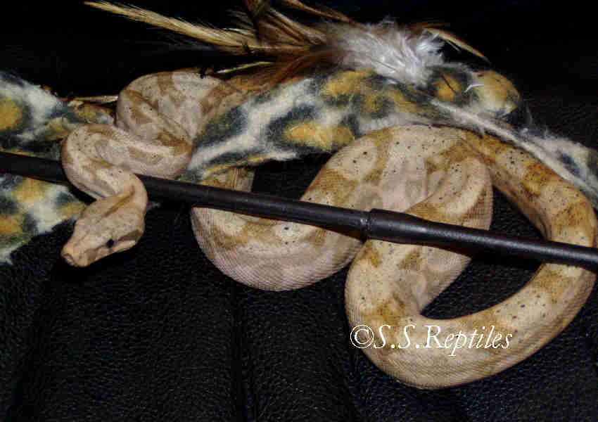 Hog Island Boa