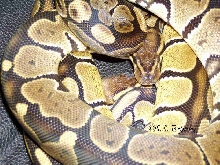 granite and high yellow