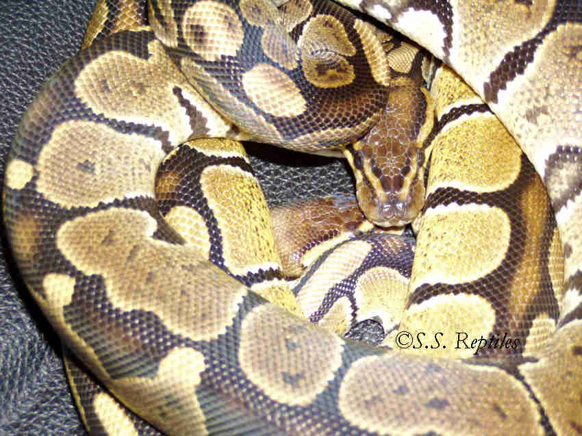granite and high yellow