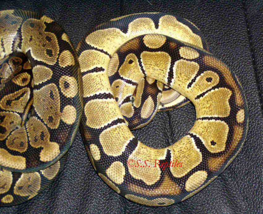 High Yellow (blushing black/brown back)