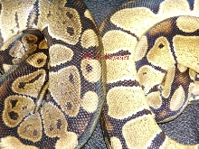 granite and high yellow