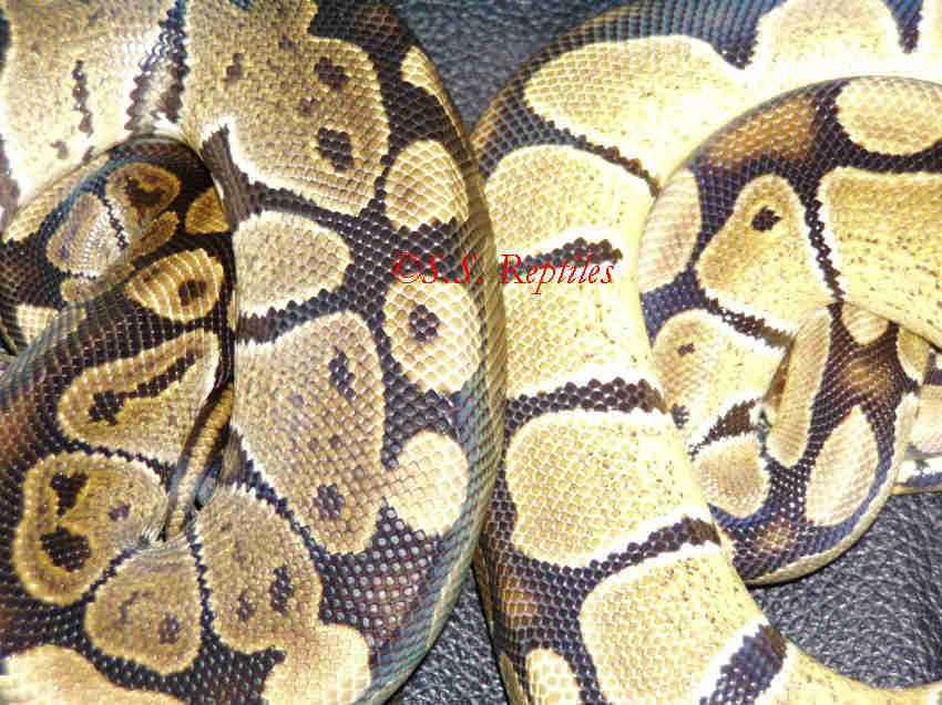granite and high yellow