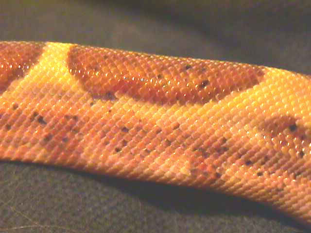 salmon Hog Tail Pattern