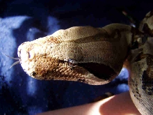 beautiful Soyola (adult Normal RTB)
