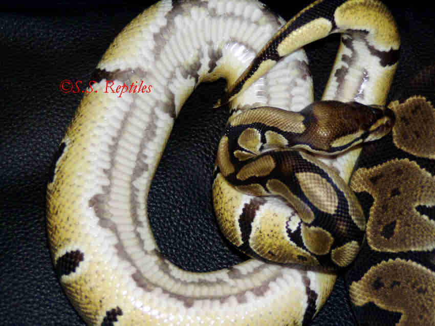 High Yellow belly shot