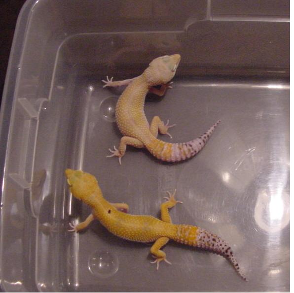 Super Hypo Tangerine CT in Shed