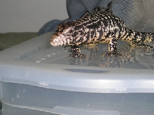 Argentine Black and White Tegu