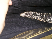 Argentine Black and White Tegu