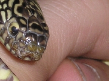 Mouth Rot