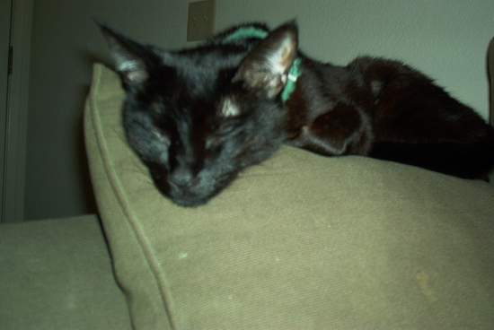 Angy Sleeping