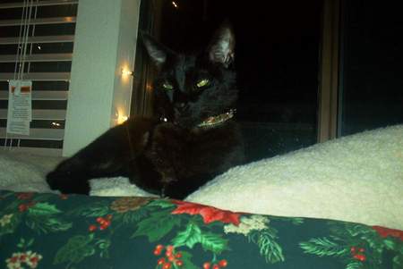 Angus (aka Ang Boo or Angus Bangus)