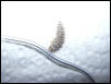 WORM