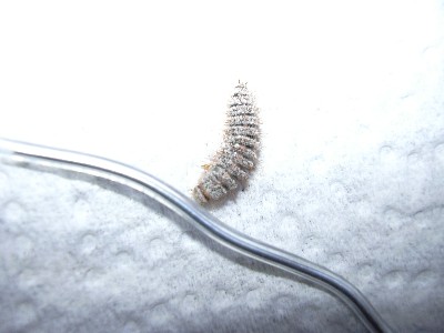 WORM