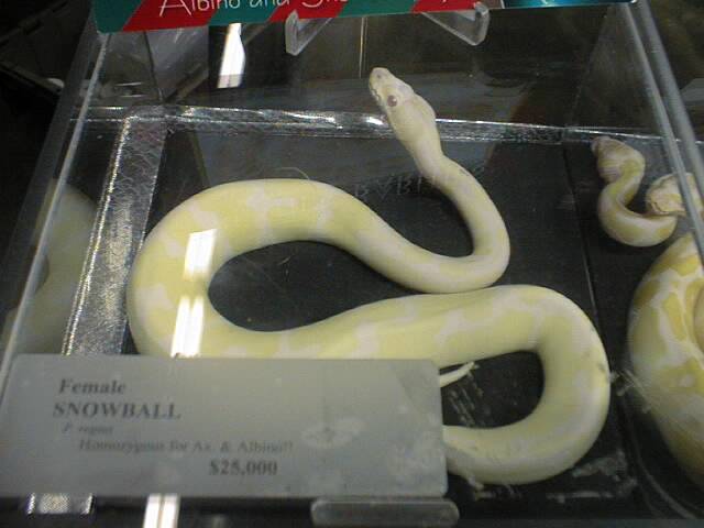 Jolliff Snow