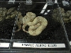 Albino Boa
