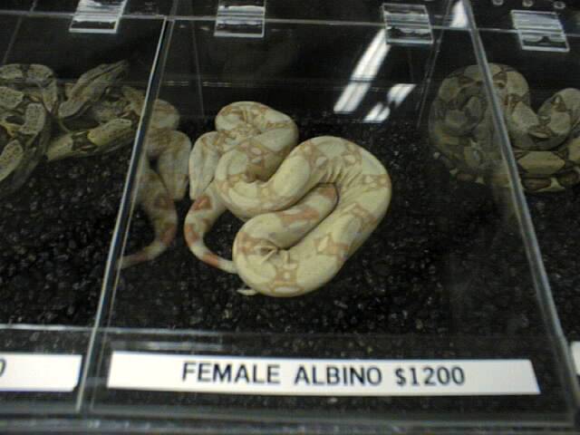 Albino Boa