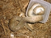 Childrens Python dunking his mouse