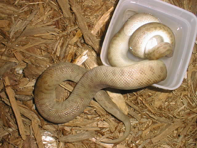 Childrens Python dunking his mouse