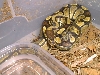 Royal Python high gold
