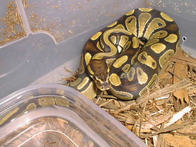 Royal Python high gold
