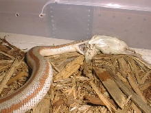 Rosy Boa giving head