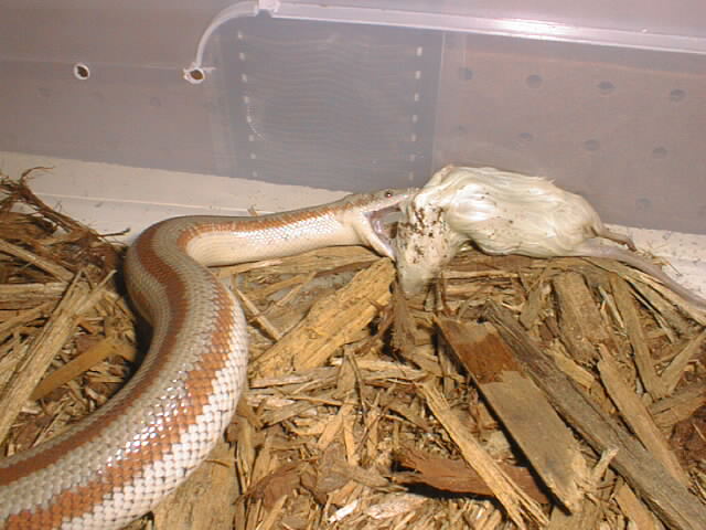 Rosy Boa giving head