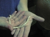 Albino King