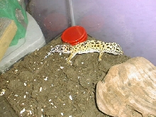 gecko