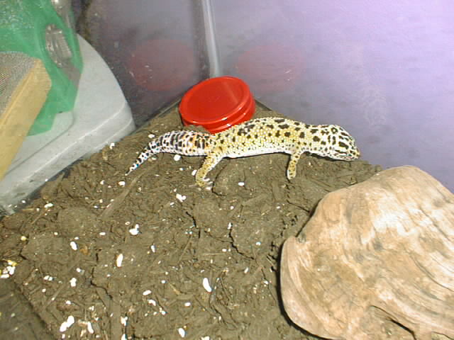 gecko