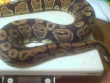 SSSyd 102904 1636 grams
