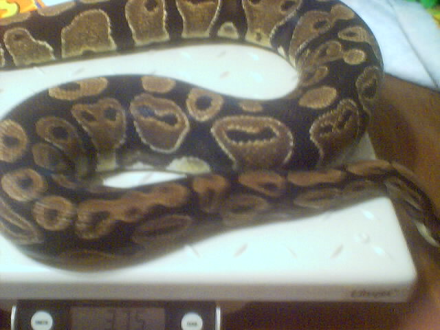 SSSyd 102904 1636 grams