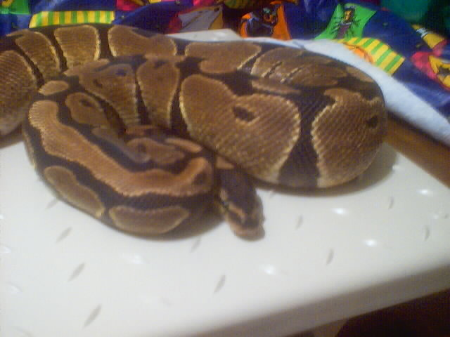 Zuse 102904  1386 grams