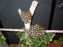 1.5yr Coastal   Jungle CP's