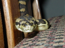 I see you