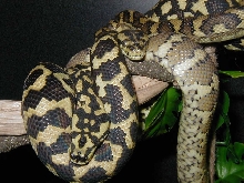 carpet pythons, again