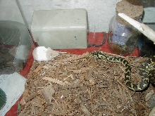 Snake vs. Mouse