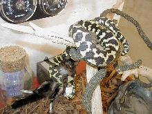 Snake Fud