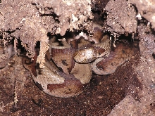 copperhead