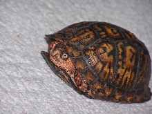 box turtle