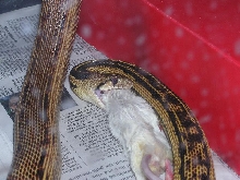 cletus eating