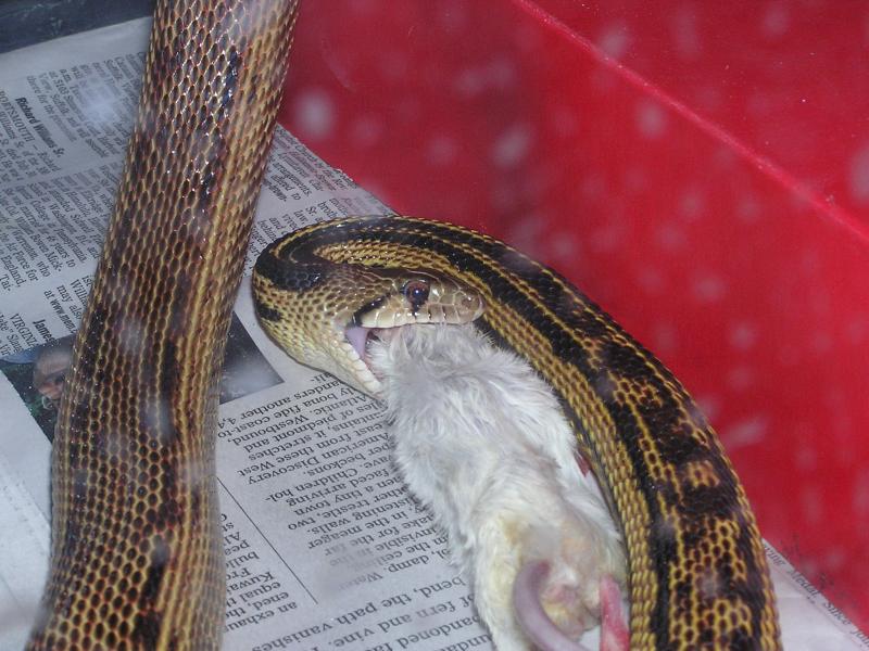 cletus eating