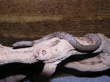 solomon island tree boa
