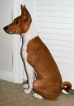Echo