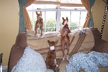 watching birds