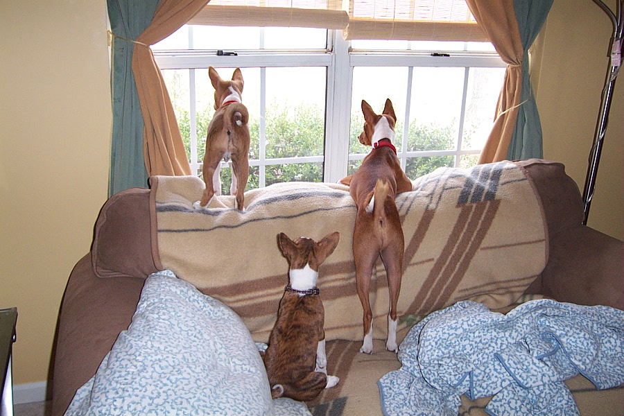 watching birds