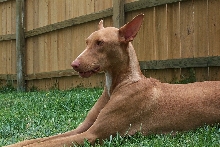 Kalahari looking royal