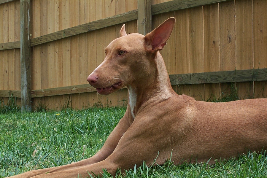 Kalahari looking royal