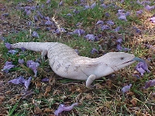 Hypo Northern Blue Tongued Skink